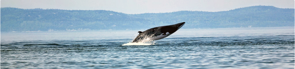 Saut de baleine hors de l'eau